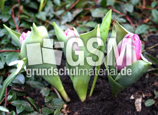 Tulpen-in Knospe-3.jpg